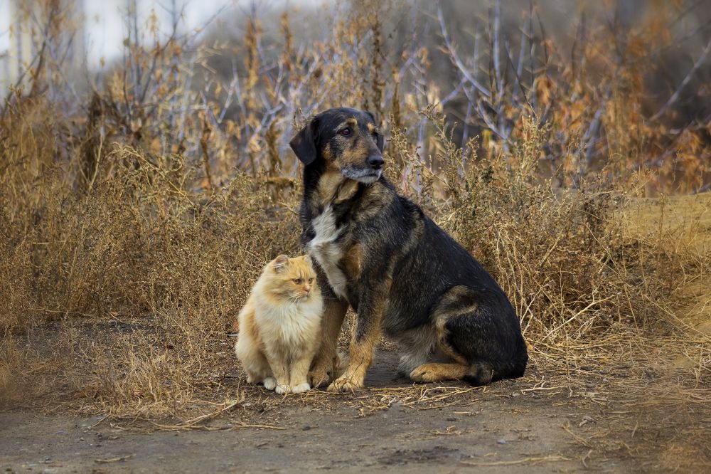 Photograph by Александр Канцур