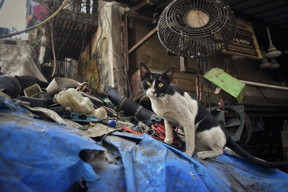 Photograph by Sai Bagal