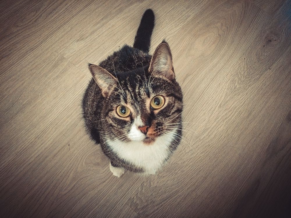 Пристальный взгляд кошки