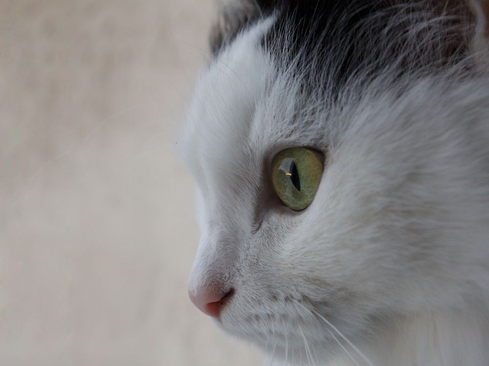 Photograph by Elena Bogomolova