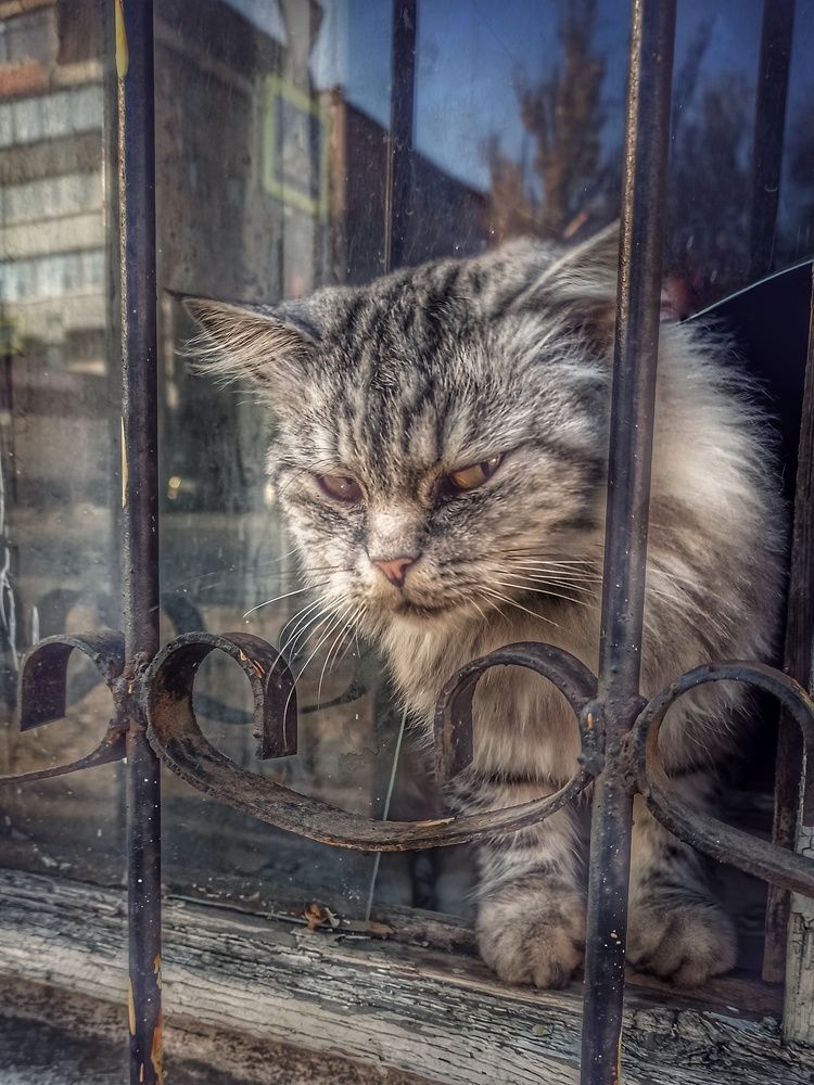 Photograph by Elena Bogomolova