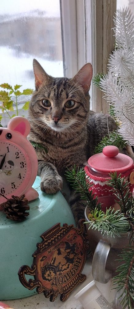 Фотография автора Елена Малкова