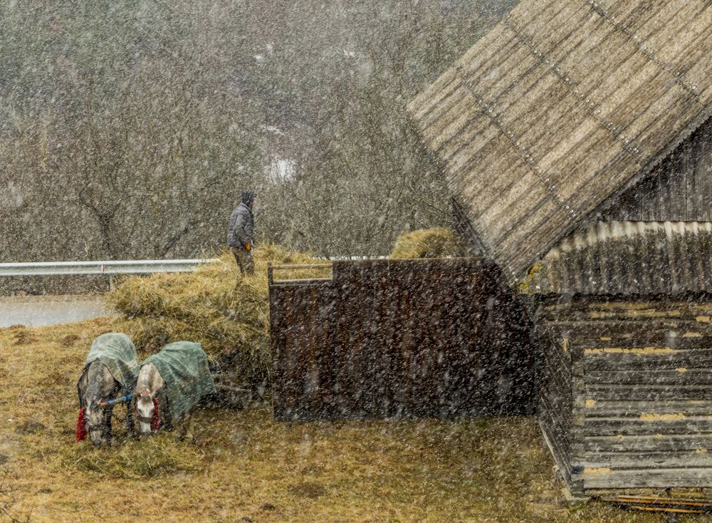 Фотография автора COMSA BOGDAN