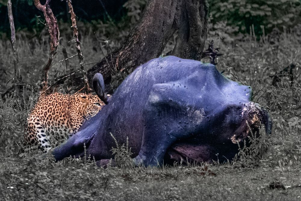 Photograph by Ishara Mewan