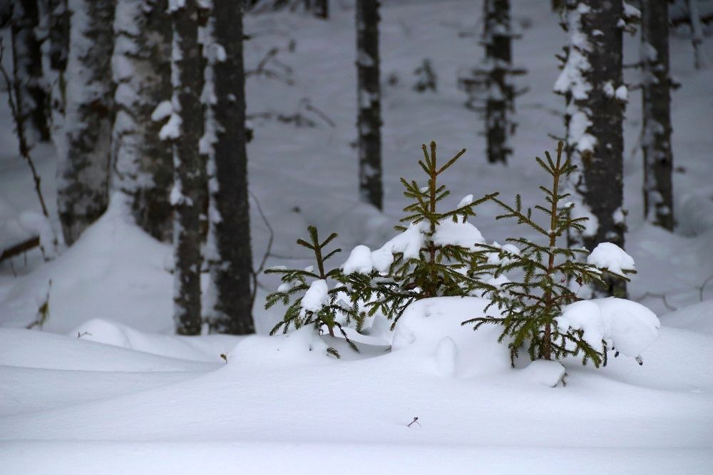 Photograph by Нина Чугунова