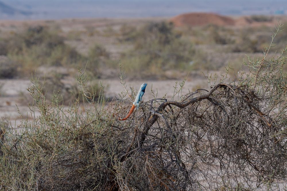 Фотография автора Sajeev Krishnan