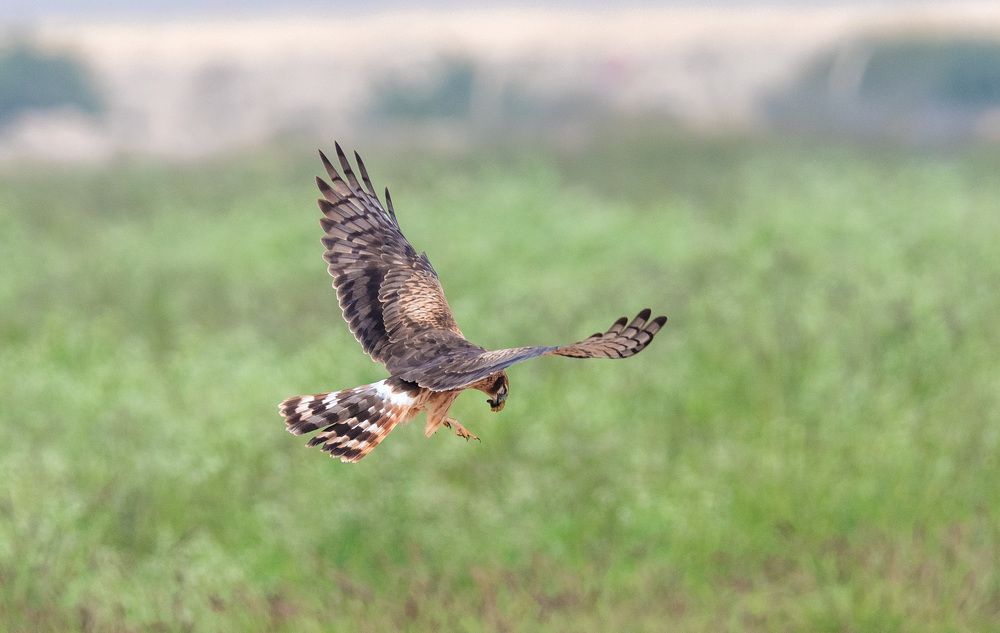 Marsh Harrier with a kill