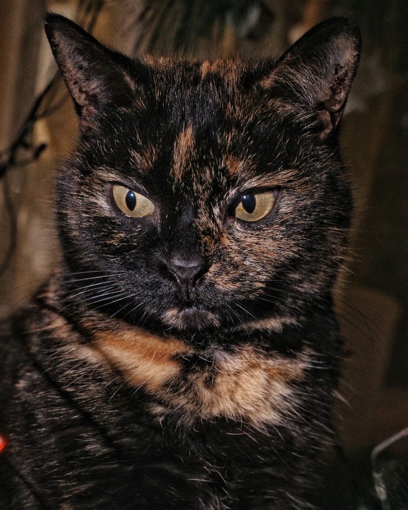 Photograph by Наталья Сафронова