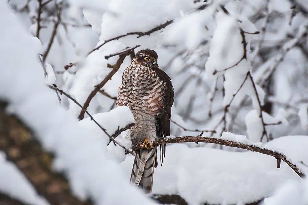 Ястреб-перепелятник
