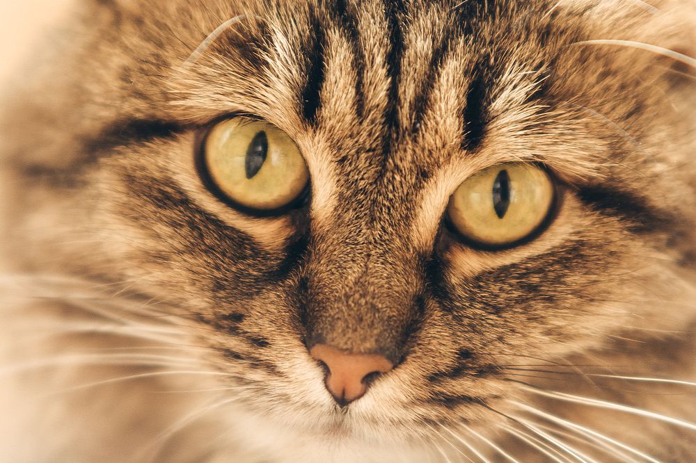 Photograph by Victor Stepanov