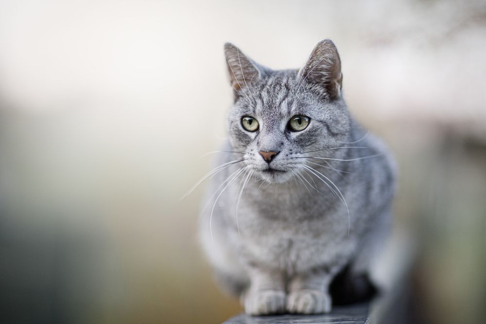 Photograph by Nikol Kopp