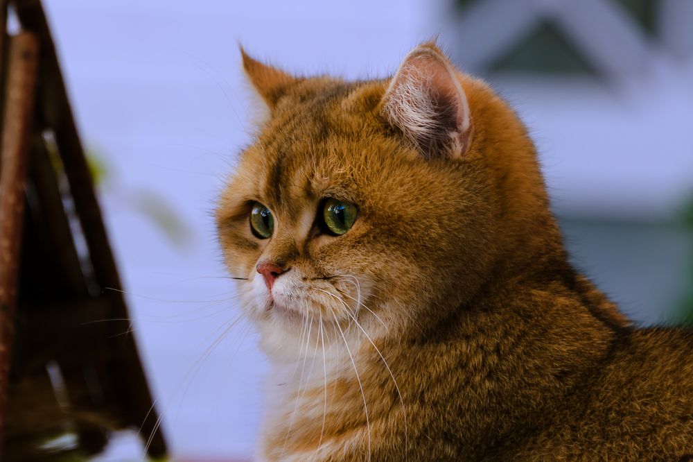 Photograph by Елизавета Шавардина