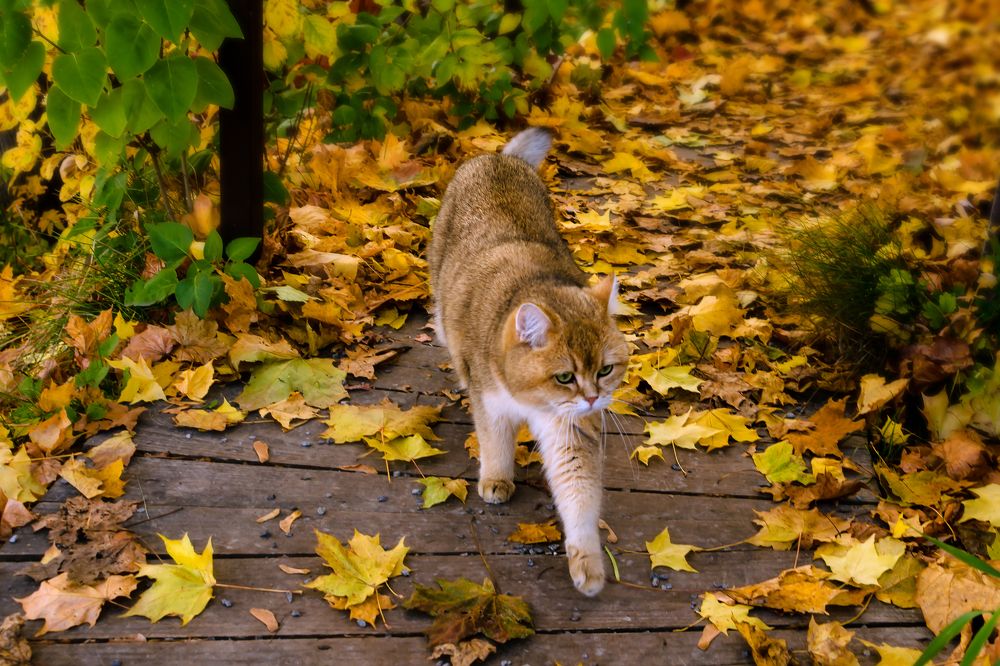 Photograph by Елизавета Шавардина