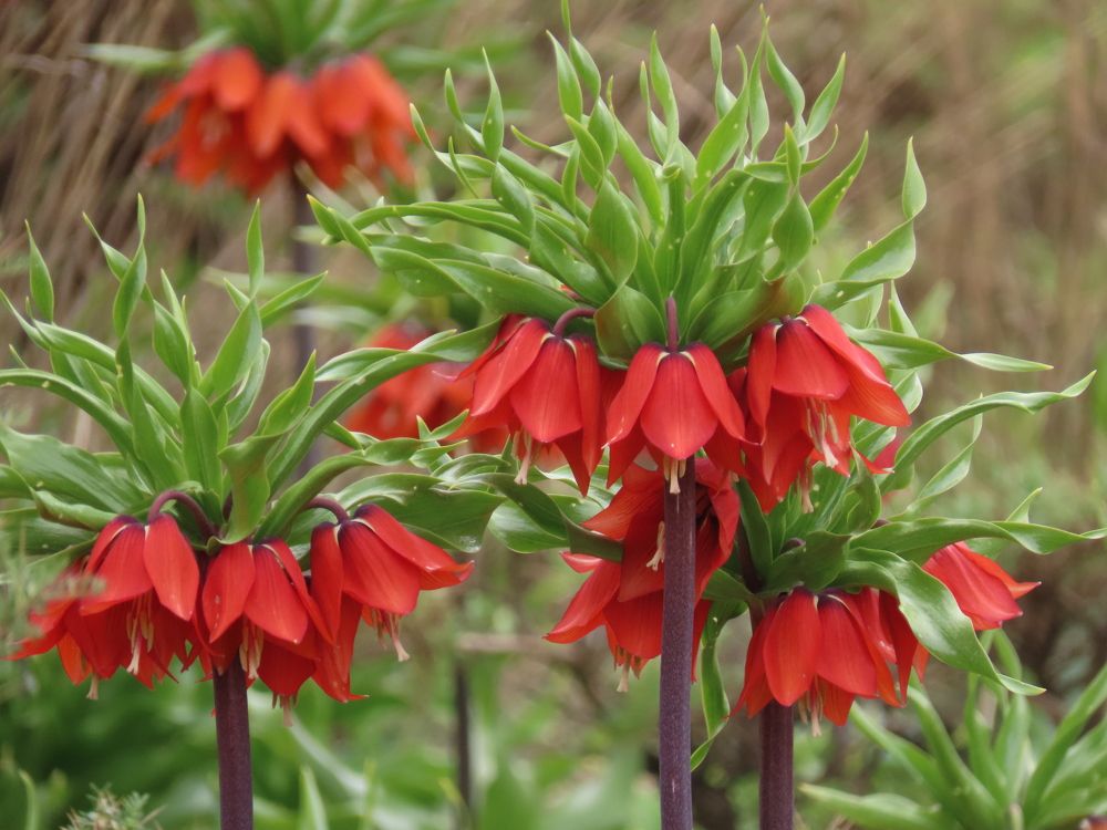 Photograph by mahboubeh moradalizadeh