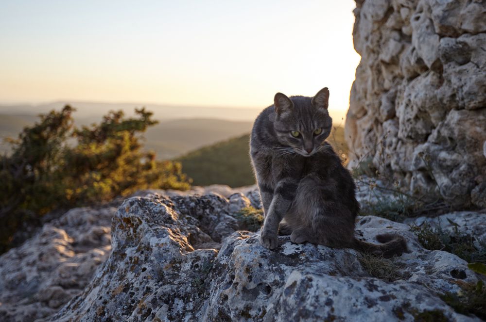 Tell your business quickly