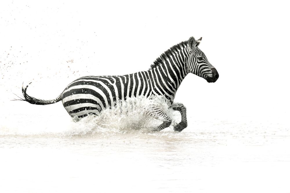 The Zebra Run