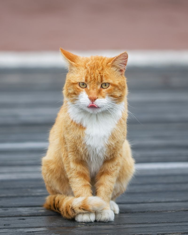 Фотография автора Дмитренко Екатерина