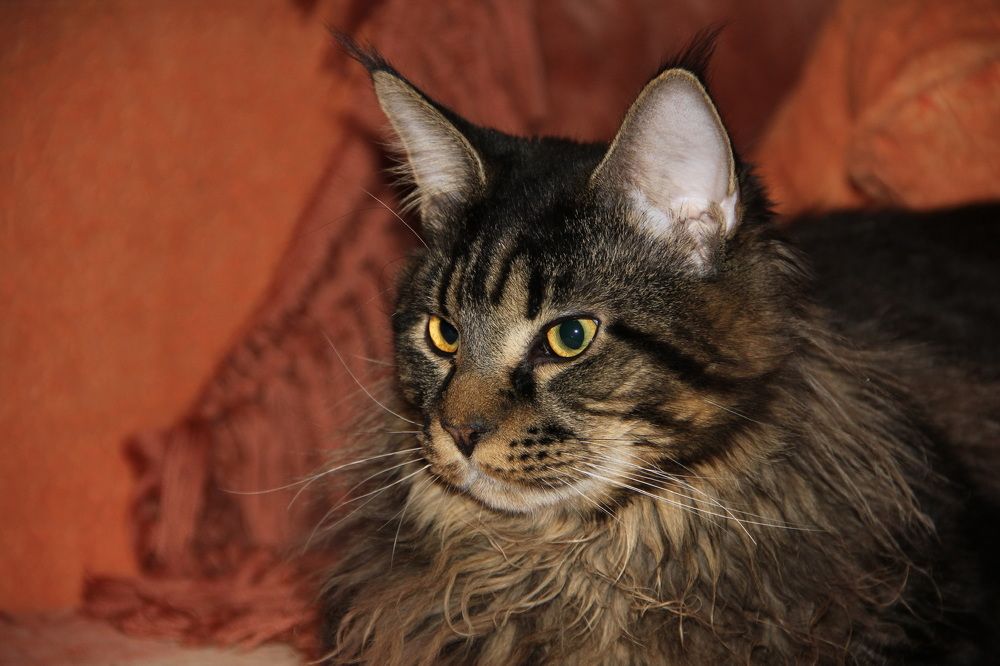 Photograph by Irina Sorokoletova