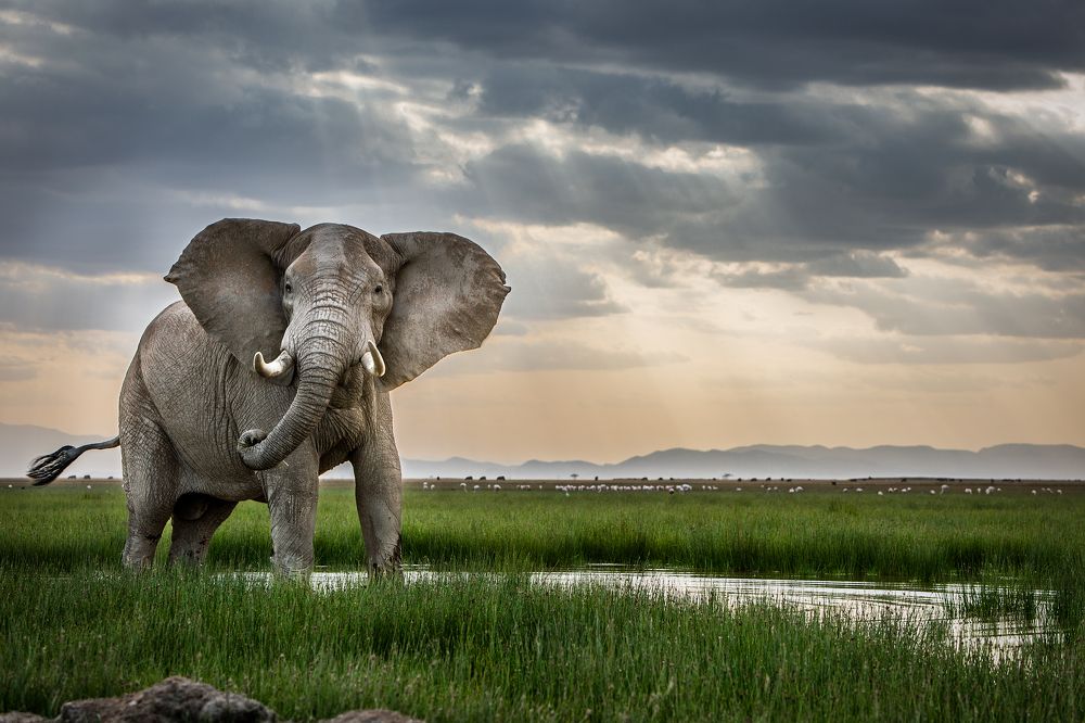 The Inquisitive Elephant!