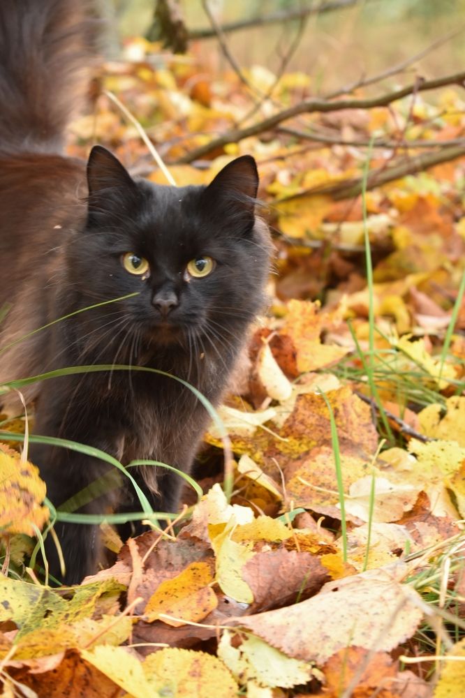 Фотография автора Catherine Shashkova