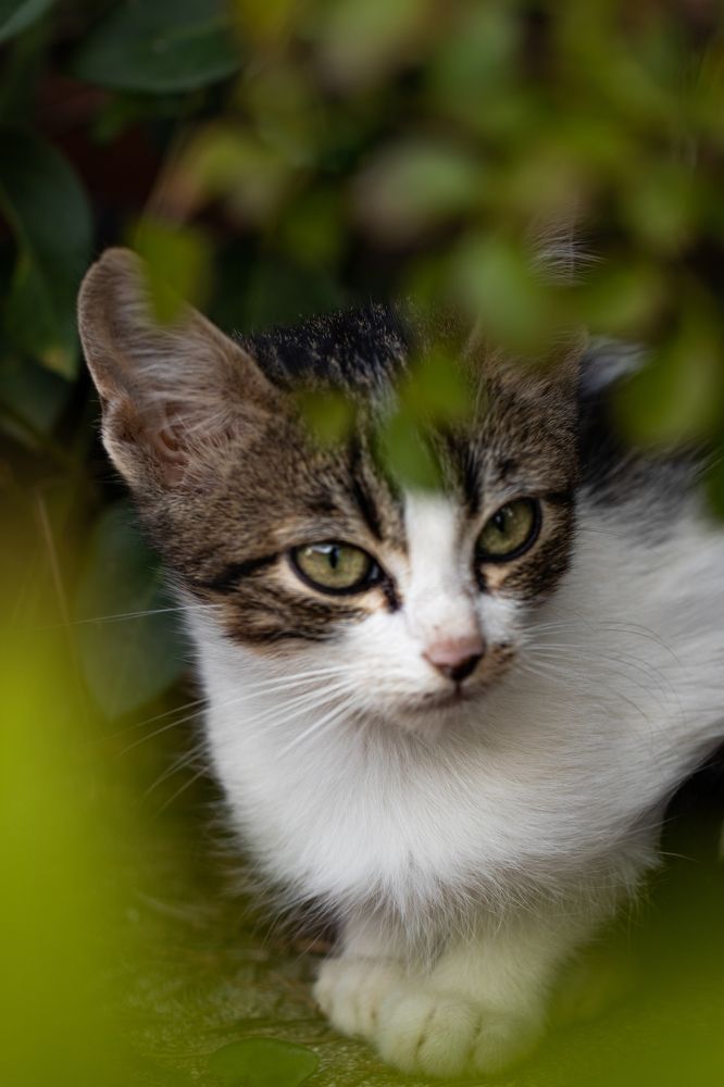 Photograph by Torres