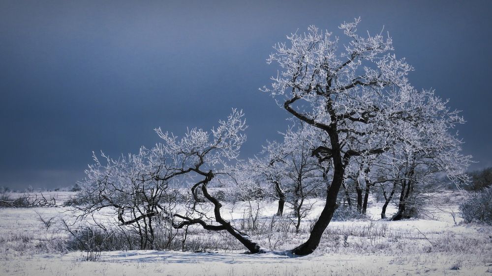 «Кружевное»