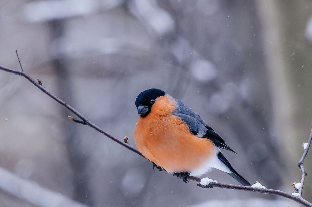 Photograph by Дмитрий Бухтик