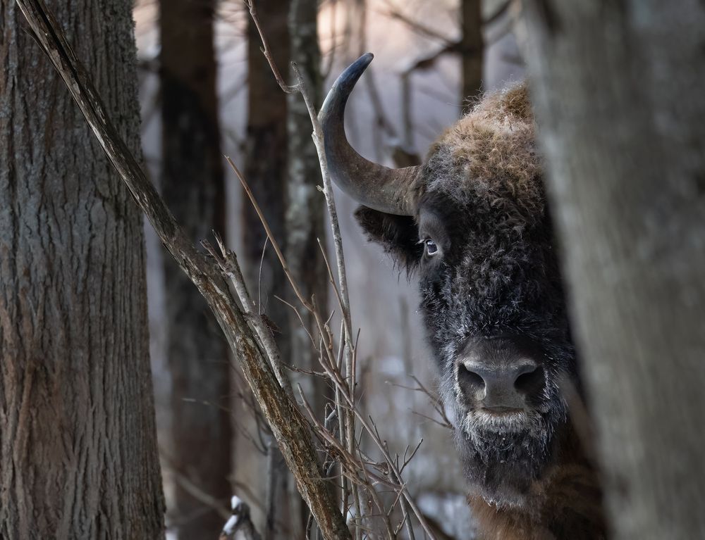 Photograph by Галина Павлова