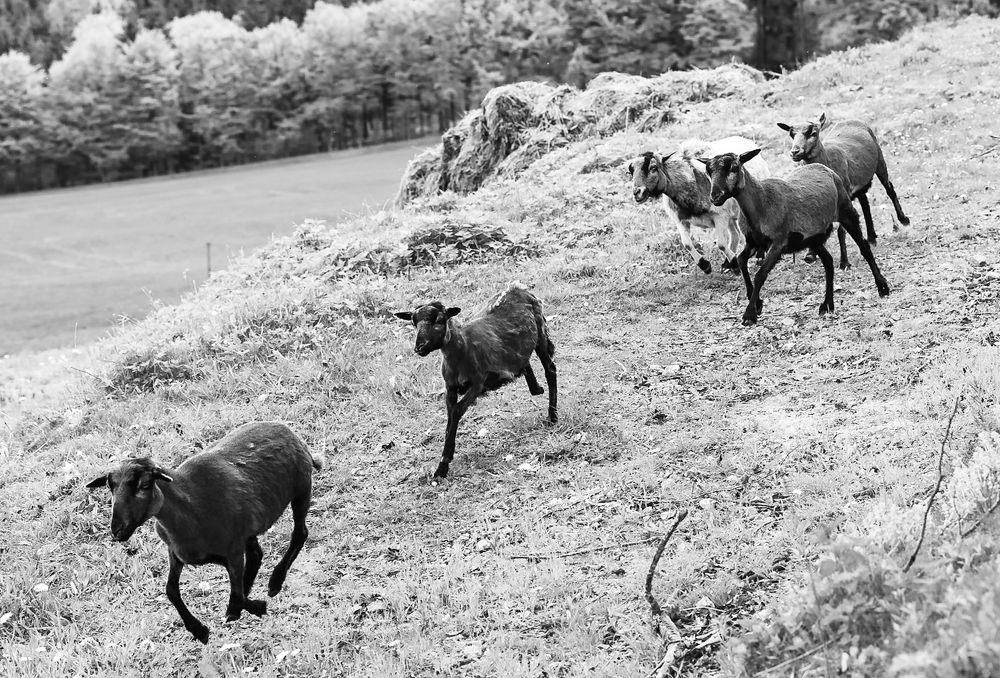 Photograph by Виктория Янушанис