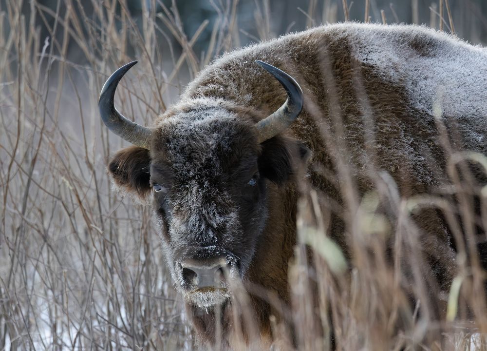 Photograph by Галина Павлова