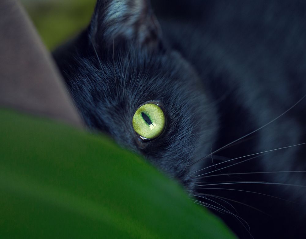 Photograph by Кириченко Антонина