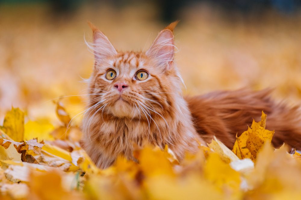 Photograph by Мария Новоселецкая