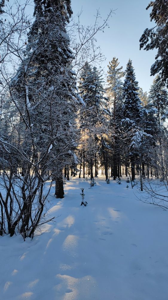 Photo #8662534