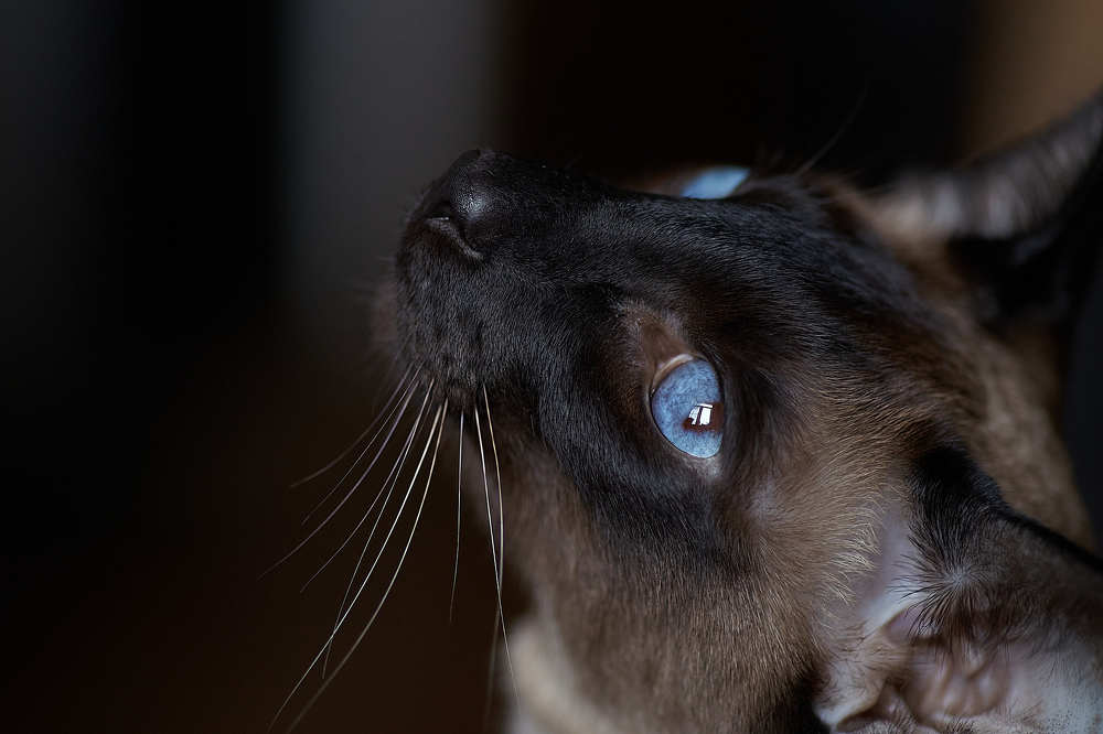 Фотография автора Виктор Конев