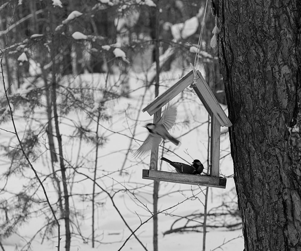 Photograph by Дмитрий Соколов