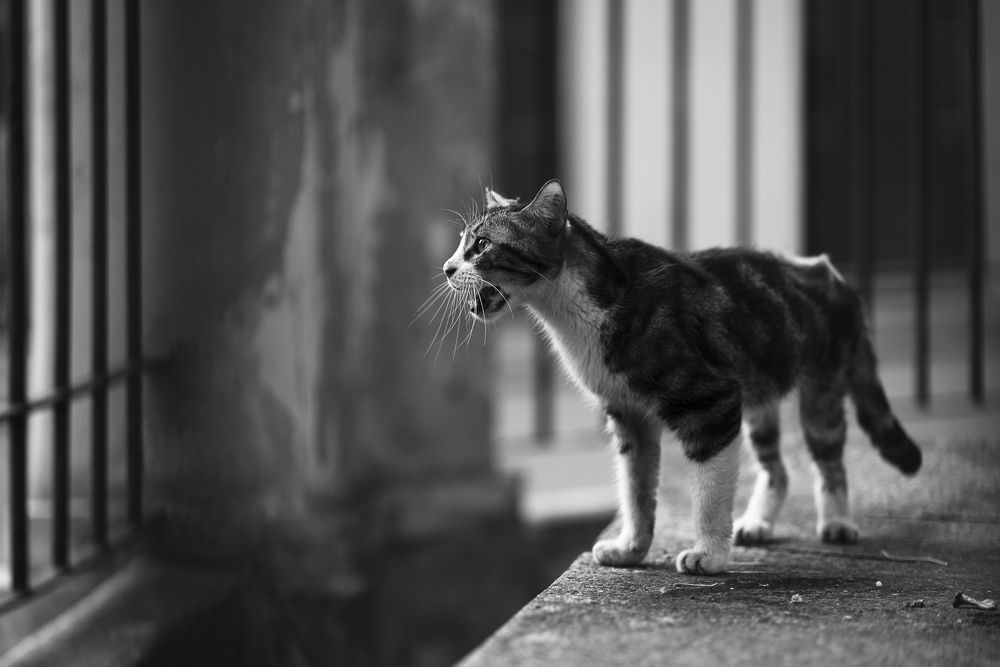 Photograph by Abel Cancino Gutierrez