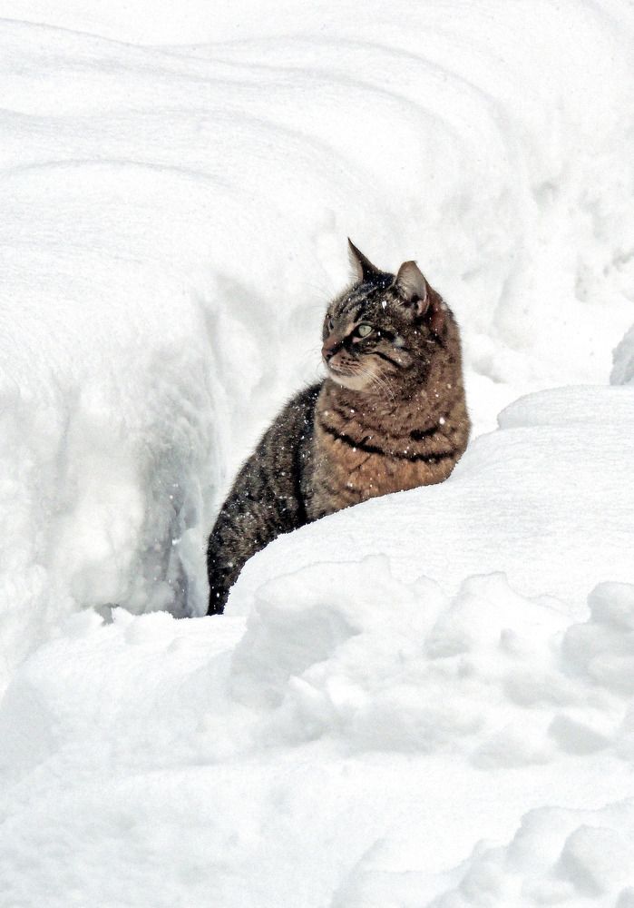 Снежный барс.