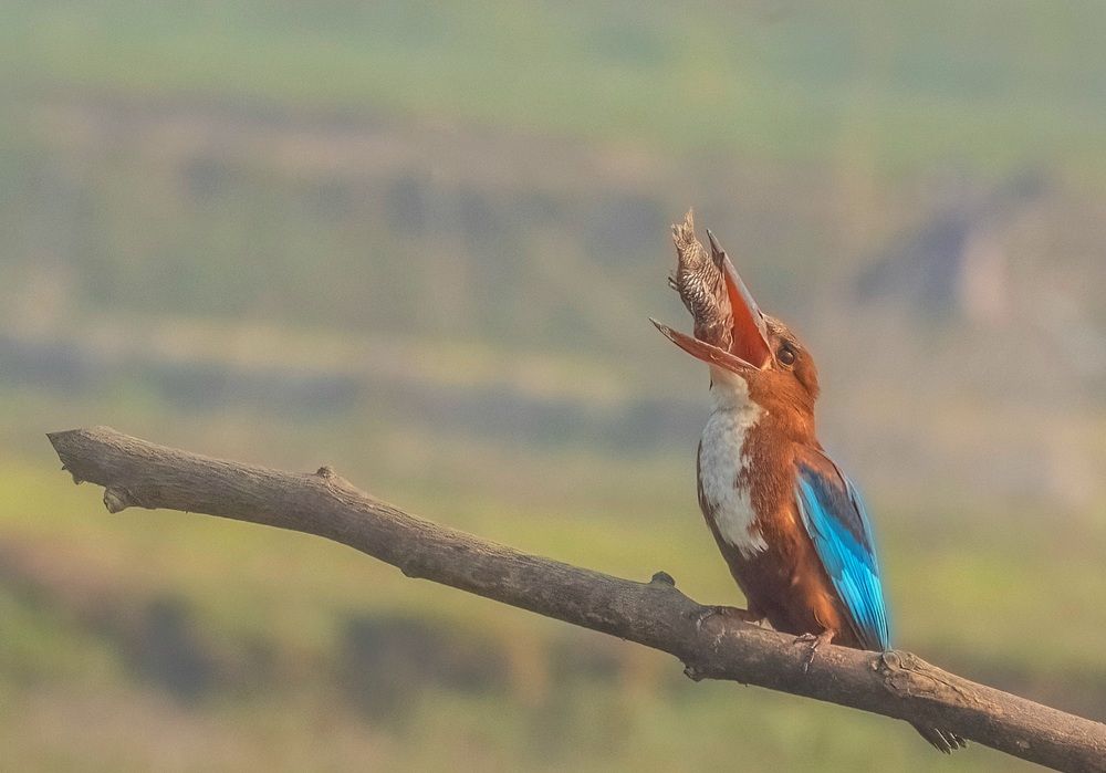 Photograph by PRATYUSH HALDER
