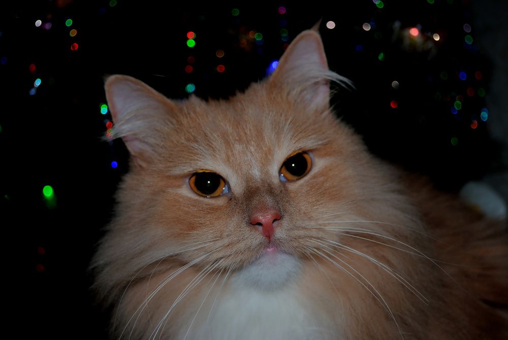 Photograph by Любовь Бусова