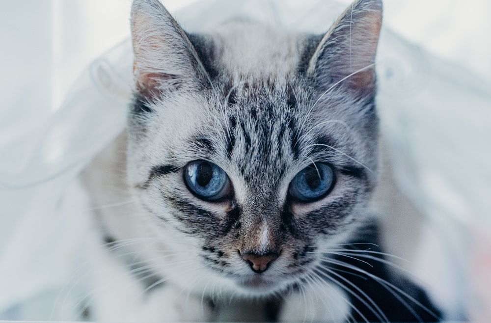 Photograph by Александра Лесина