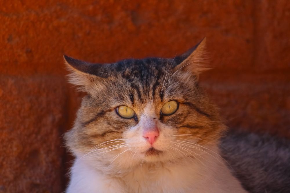 Фотография автора Raúl Emiliano Bazet Najera