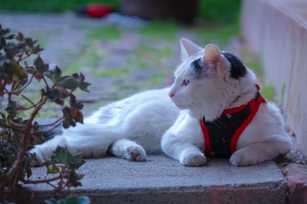 Фотография автора Raúl Emiliano Bazet Najera