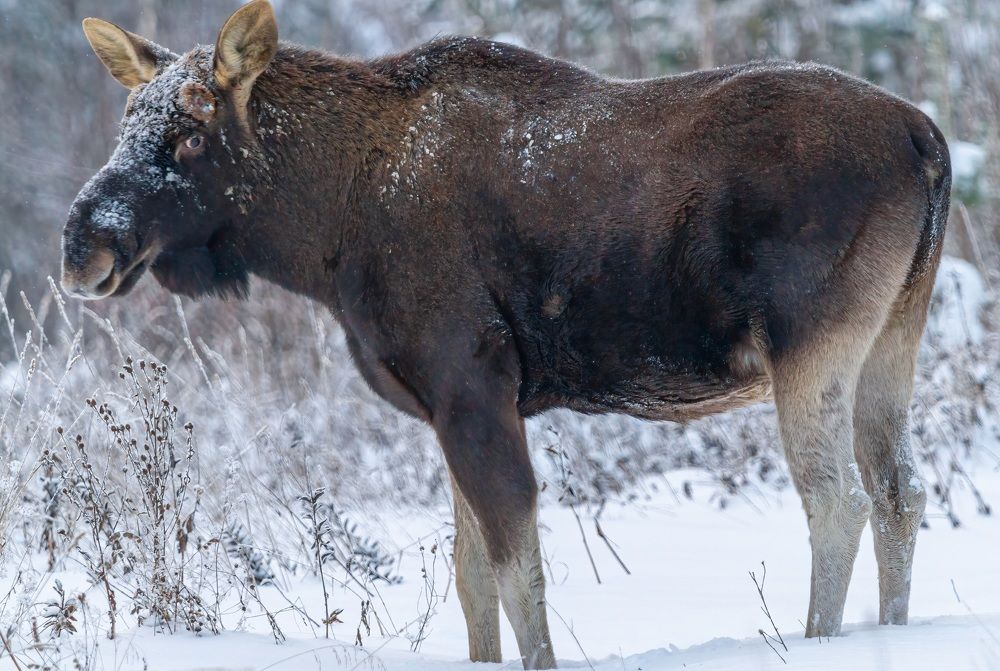 Огромный лось только что скинул рога.