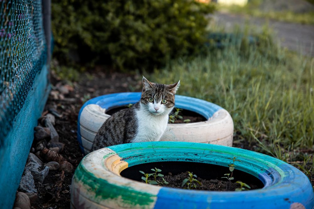 Фотография автора Анастасия Рахвалова