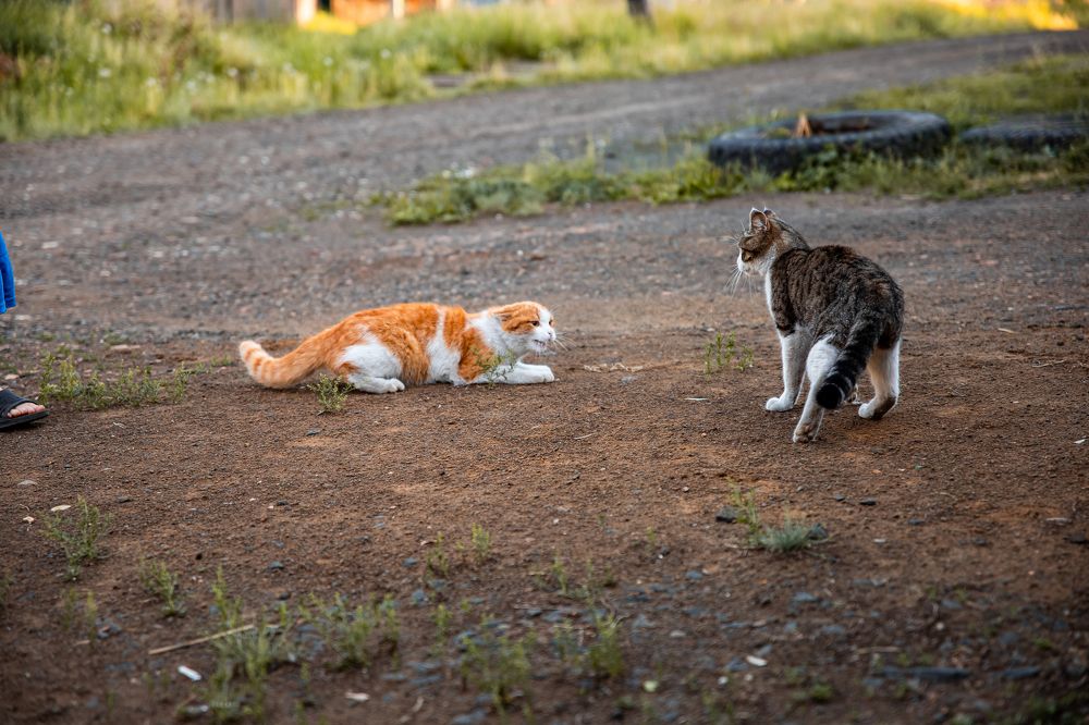 Фотография автора Анастасия Рахвалова