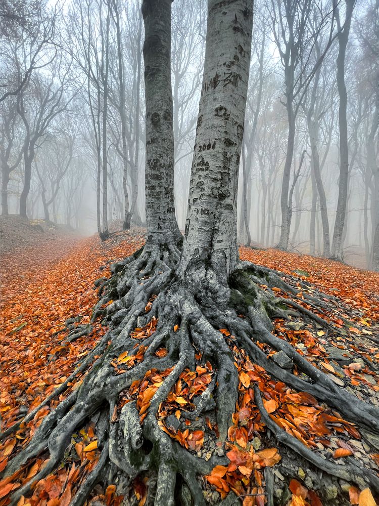 Photograph by Артём Мелетов