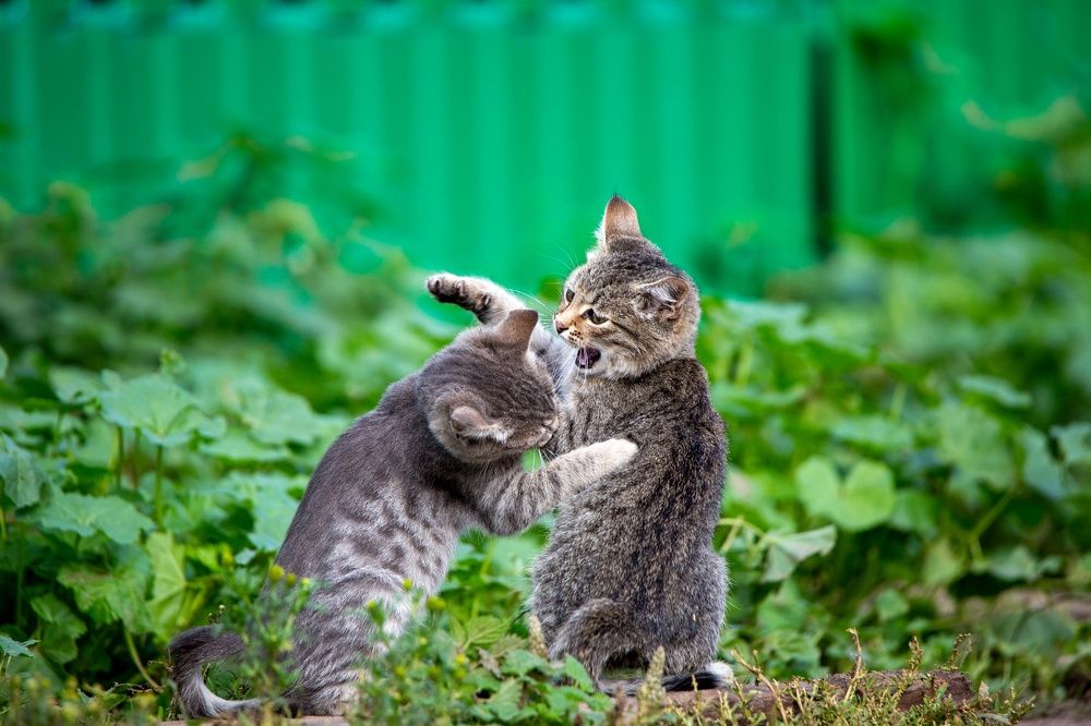 Photograph by Игорь Сапронов