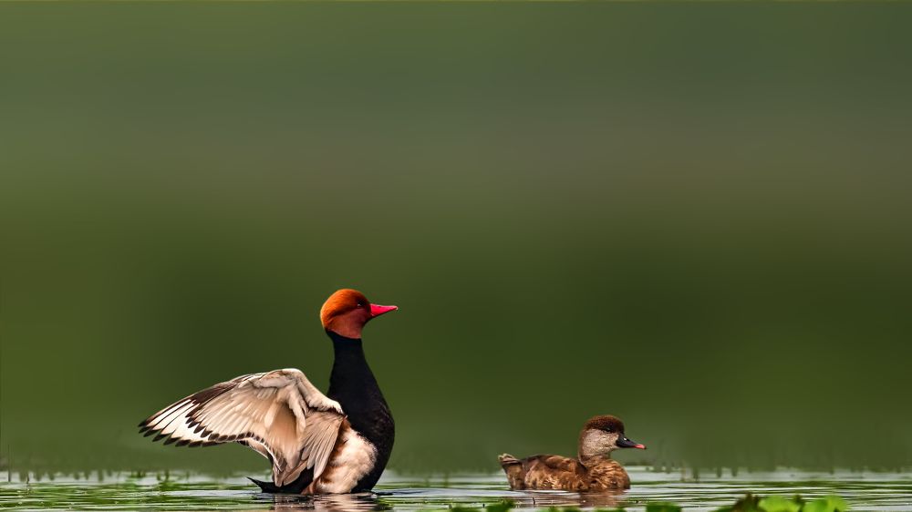 The red-crested pochard#1