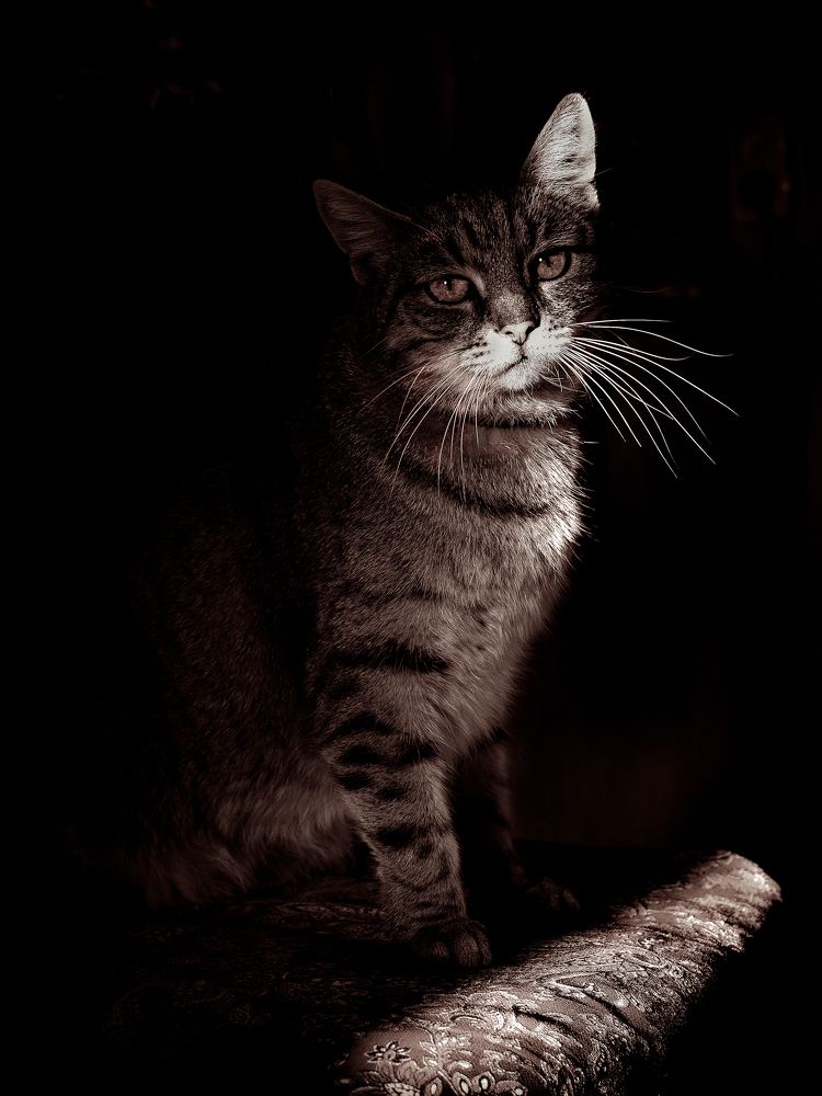 Photograph by Ольга Еженевская