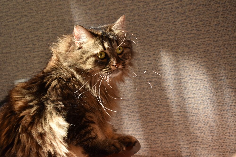 Фотография автора Catherine Shashkova